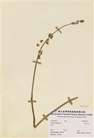 藏品(黃野百合)的圖片